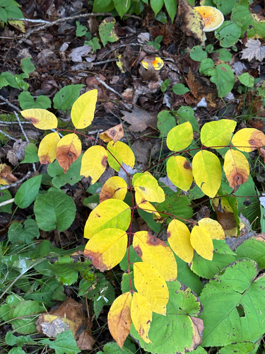 spreading dogbane