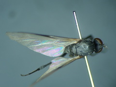 Hilara galactoptera