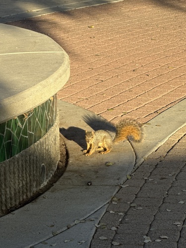 Eastern Fox Squirrel