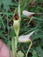 Serapias lingua lingua x stenopetala