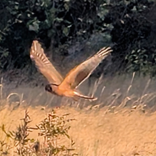 Northern Harrier