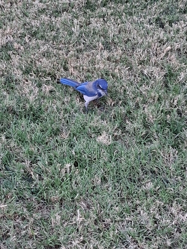 California Scrub-Jay