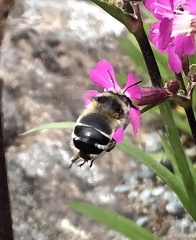 Anthophora aestivalis