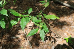 Ditrysinia fruticosa