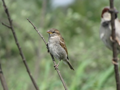 Passer domesticus