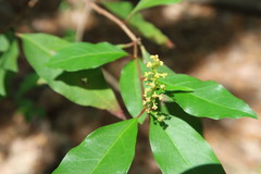 Ditrysinia fruticosa