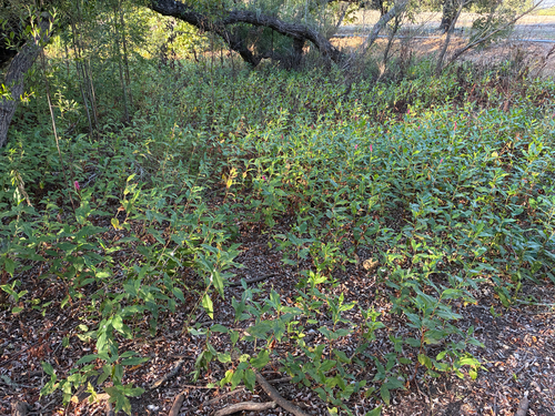 longroot smartweed