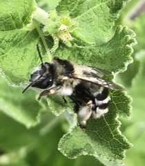 Anthophora aestivalis