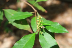 Ditrysinia fruticosa