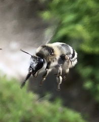 Anthophora aestivalis