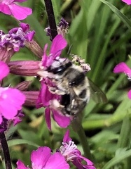 Anthophora aestivalis