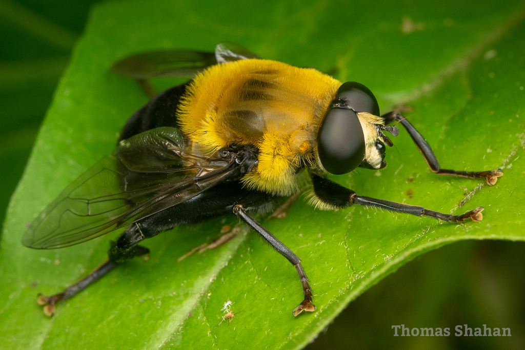 Bare-eyed Bee-mimic Fly