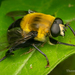 Bare-eyed Bee-mimic Fly - Photo (c) Thomas Shahan, some rights reserved (CC BY-NC), uploaded by Thomas Shahan