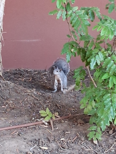 Western Gray Squirrel