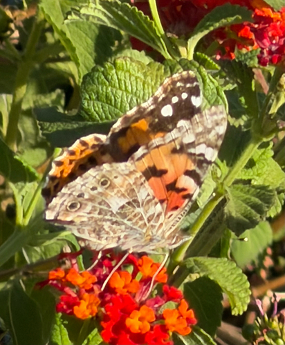 Painted Lady