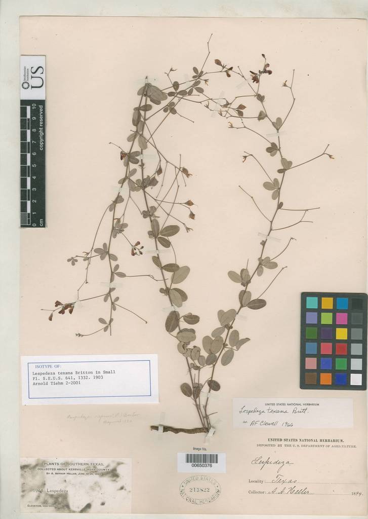 Texas bush clover (Vascular Plants of Wild Basin) · iNaturalist