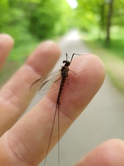 Leptophlebia