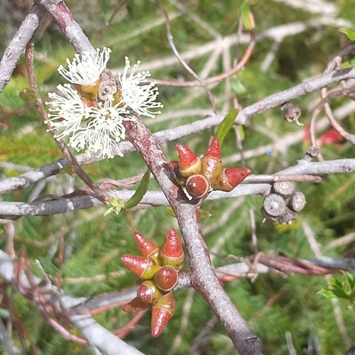 Eucalyptus decipiens observed 2026-09-28