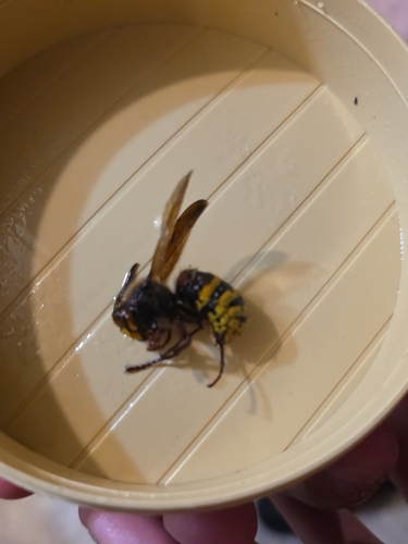 European Hornet