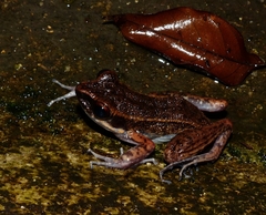 Pulchrana banjarana