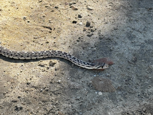Great Basin Gopher Snake