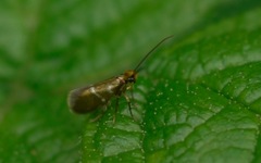 Micropterix aruncella