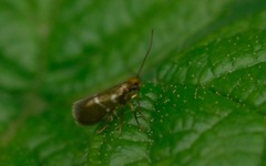 Micropterix aruncella