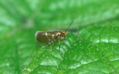 Micropterix aruncella