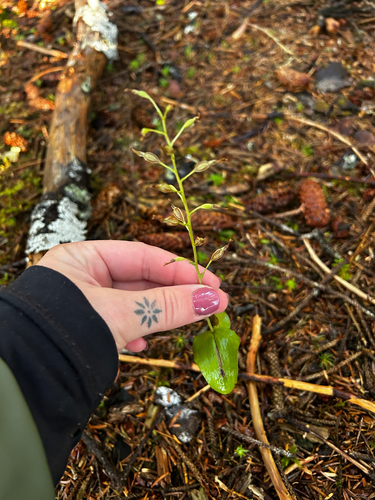 Neottia banksiana observed 2026-09-30