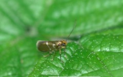 Micropterix aruncella