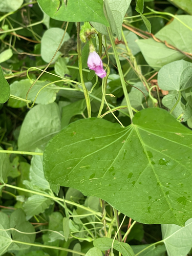 Ipomoea triloba observed 2026-09-30