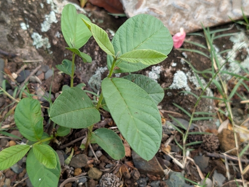Psidium guajava observed 2026-09-30