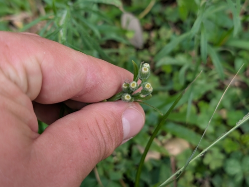 Erigeron bonariensis observed 2026-09-30