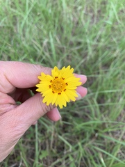 Coreopsis nuecensis