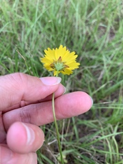 Coreopsis nuecensis