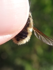 Bombylius venosus