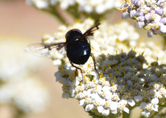 Copestylum violaceum