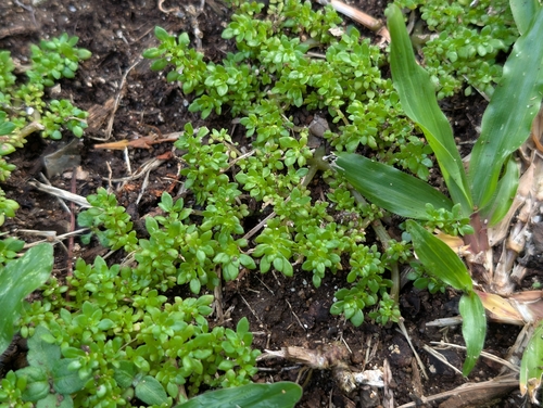 Pilea microphylla observed 2026-09-30