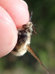 Bombylius venosus