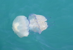 Rhizostoma pulmo