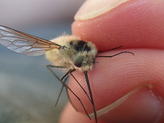 Bombylius venosus