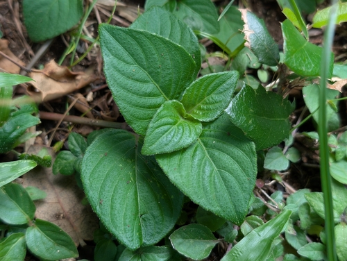 Ruellia blechum observed 2026-09-30