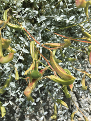 Astragalus tricarinatus