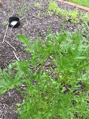 Cosmos sulphureus