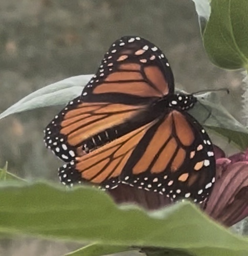 Monarch