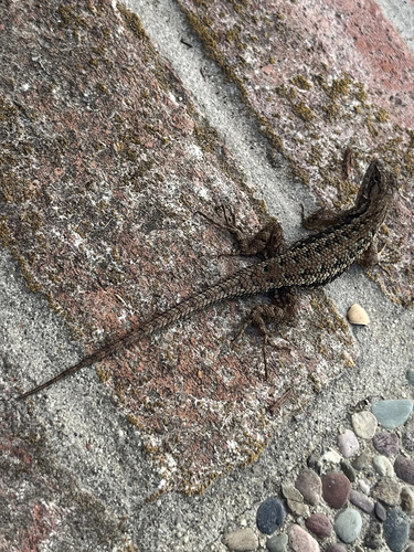 Western Fence Lizard