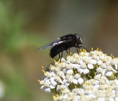Copestylum violaceum