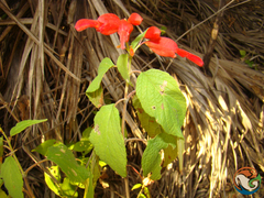 Salvia sessei