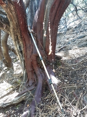 Arctostaphylos hooveri