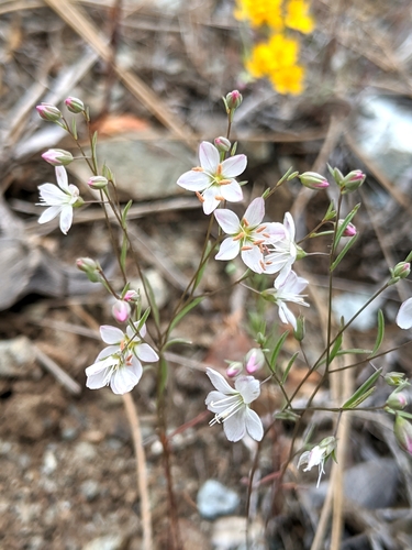 Image of Hesperolinon disjunctum by no rights reserved